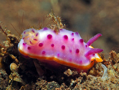 Mexichromis mariei