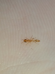Pseudomyrmex simplex