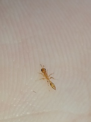 Pseudomyrmex simplex