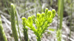 Lycopodium zanclophyllum