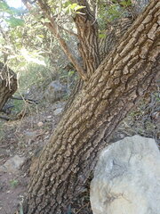 Quercus gravesii