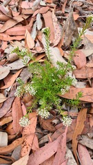 Platysace ericoides