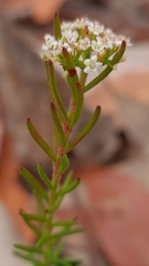 Platysace ericoides