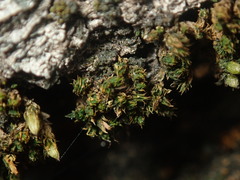 Orthotrichum pycnophyllum