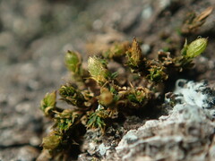Orthotrichum pycnophyllum
