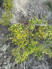 Passerina paleacea