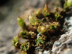Orthotrichum pycnophyllum