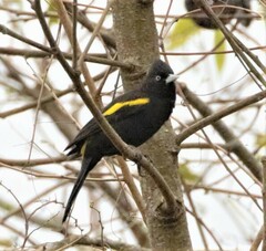 Cacicus chrysopterus