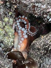 Enteroctopus