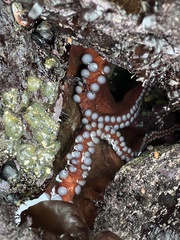 Enteroctopus