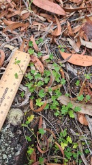 Hydrocotyle acutiloba
