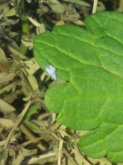 Shivaphis celti