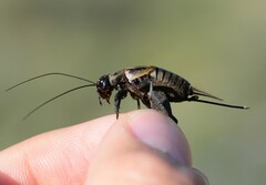 Melanogryllus desertus