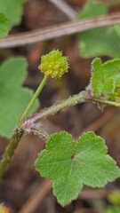 Hydrocotyle acutiloba