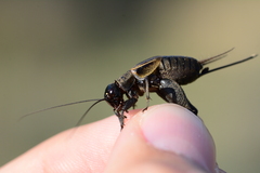 Melanogryllus desertus
