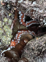 Enteroctopus