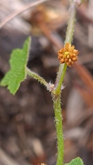 Hydrocotyle acutiloba