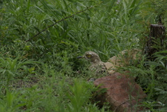 Burhinus capensis capensis