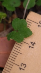 Hydrocotyle acutiloba