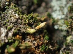 Orthotrichum pycnophyllum