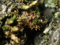 Orthotrichum pycnophyllum