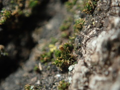 Orthotrichum pycnophyllum