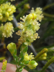 Passerina paleacea