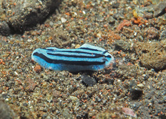 Phyllidiopsis annae