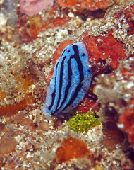 Phyllidiopsis annae