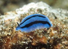 Phyllidiopsis annae