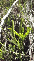 Lycopodium zanclophyllum