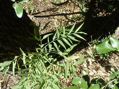 Juglans major