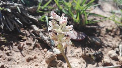 Lachenalia bowkeri