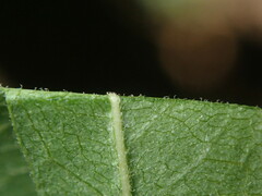 Juglans major