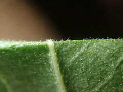 Juglans major