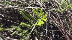 Lycopodium zanclophyllum