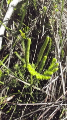 Lycopodium zanclophyllum