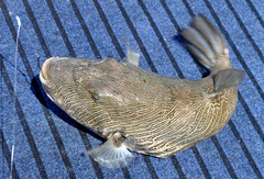 Feroxodon multistriatus