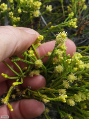 Passerina paleacea