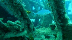 Pseudocaranx dentex