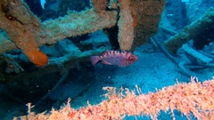 Heteropriacanthus fulgens