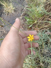 Sisyrinchium patagonicum