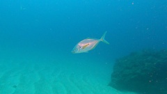 Pseudocaranx dentex