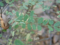 Eysenhardtia texana