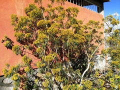Barkleyanthus salicifolius