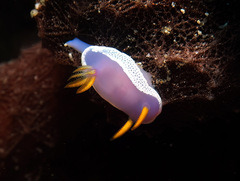Hypselodoris apolegma