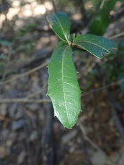 Quercus emoryi