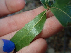 Quercus emoryi