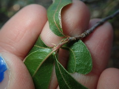 Quercus emoryi