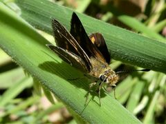 Taractrocera papyria